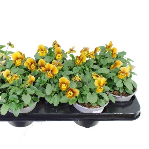 Viola DELTINI F1 HONEY BEE