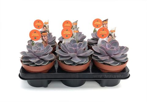 Echeveria 'Perle von Nürnberg'