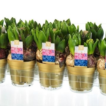 Hyacinthus Гиацинт восточный МИКС В ГОРШКЕ