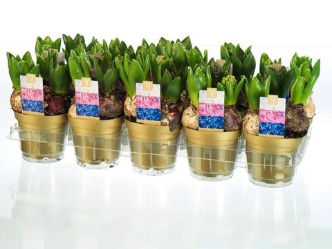 Hyacinthus orientalis MIX IN POT