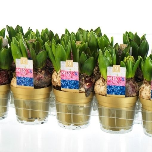 Hyacinthus orientalis GEMENGD IN POT