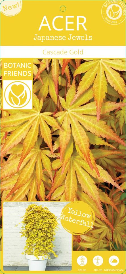 Acer palmatum CASCADE GOLD