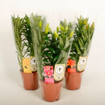 Lilium MIX