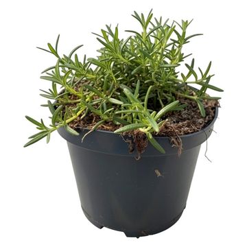 Rosmarinus officinalis 'Capri'