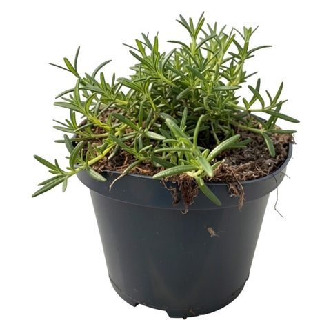 Rosmarinus officinalis 'Capri'