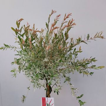 Salix integra 'Flamingo'