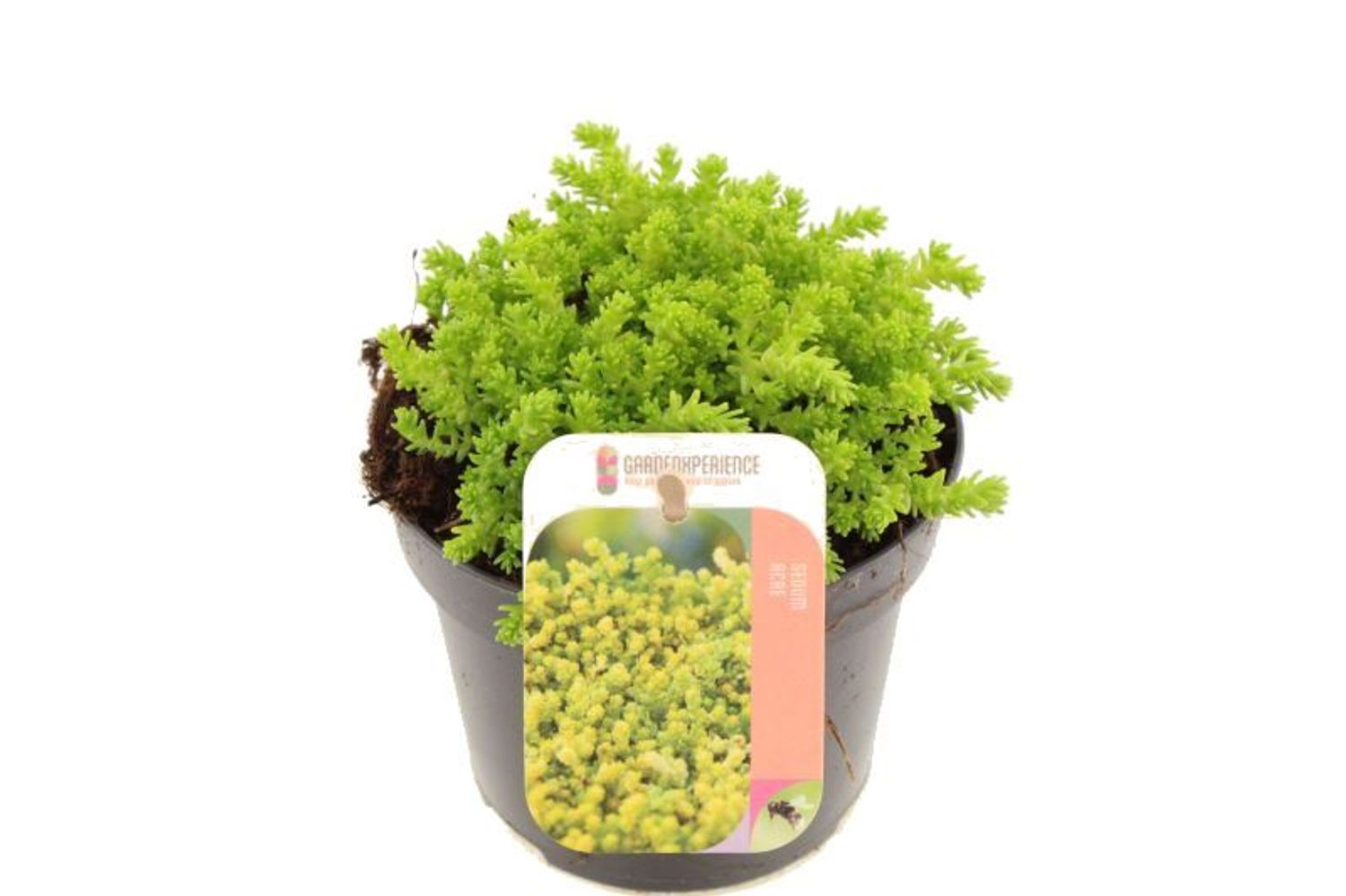 sedum-acre-yellow-queen-hurtownia-ro-lin-floraccess
