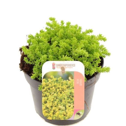 Sedum acre 'Йеллоу Квин'