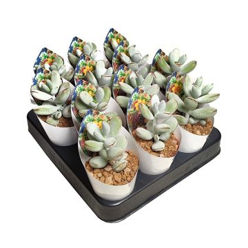 Cotyledon orbiculata oophylla