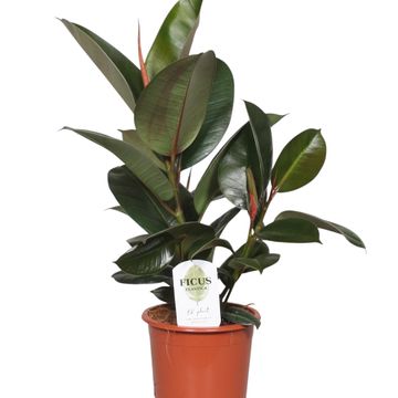 Ficus elastica 'Robusta'