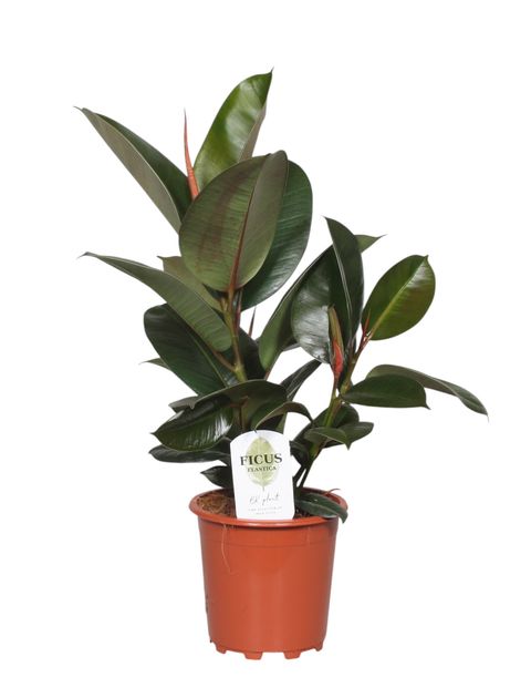 Ficus elastica 'Robusta'