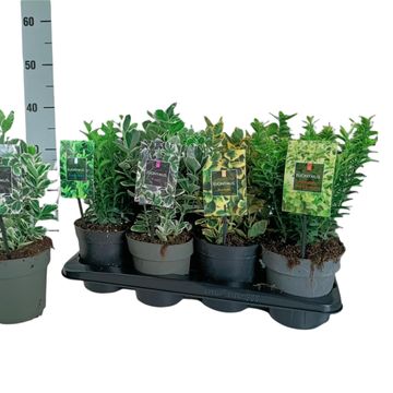 Euonymus japonicus MIX