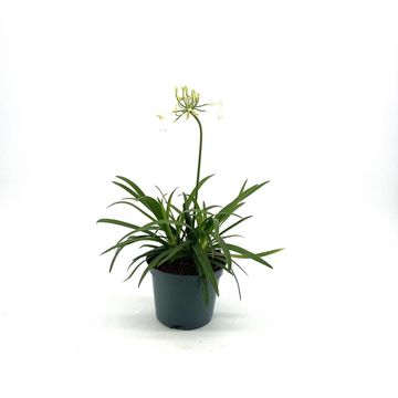 Agapanthus EVERPANTHUS EVER WHITE