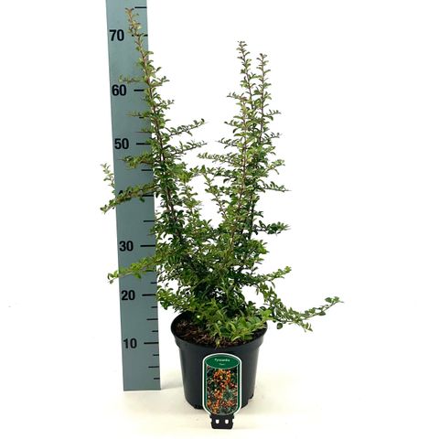 Pyracantha 'Teton'