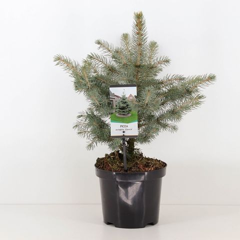 Picea pungens 'Glauca' — Plant Wholesale FlorAccess