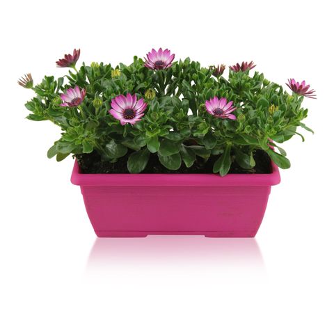 Osteospermum MARGARITA PINK