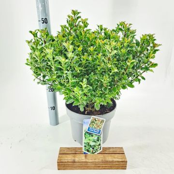 Ilex x meserveae LITTLE RASCAL