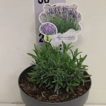 Lavandula angustifolia 'Munstead'