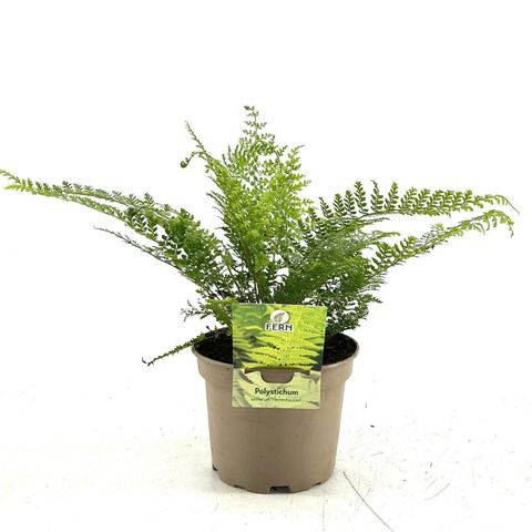 Polystichum setiferum 'Herrenhausen'