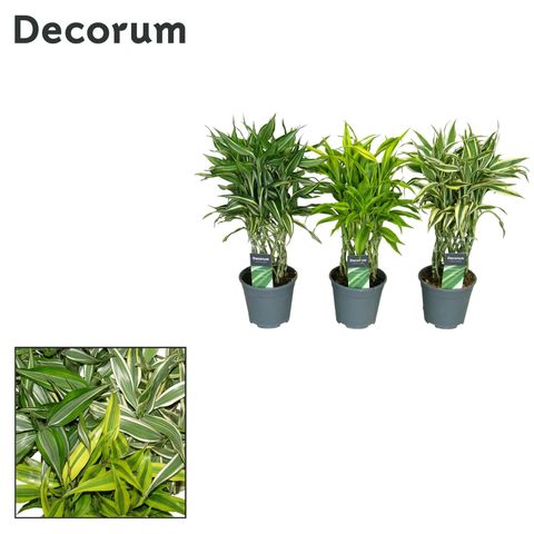 Dracaena MIX