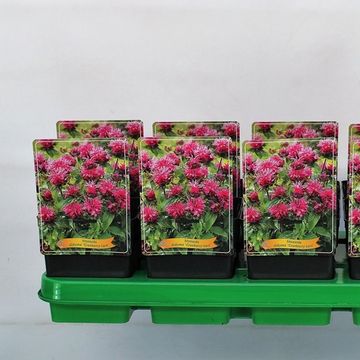 Monarda 'Cranberry Lace'