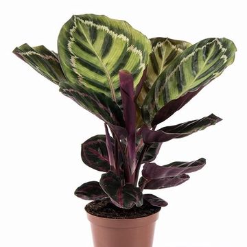 Calathea roseopicta