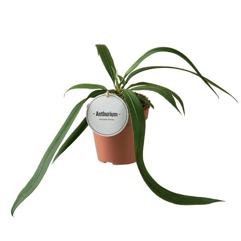 Anthurium vittariifolium