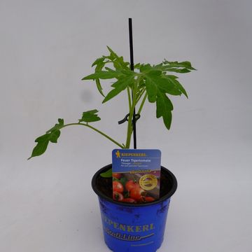 Solanum lycopersicum 'Zebrino'