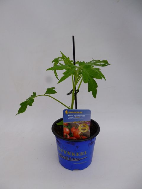 Solanum lycopersicum 'Zebrino'