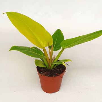Philodendron melinonii 'Gold'