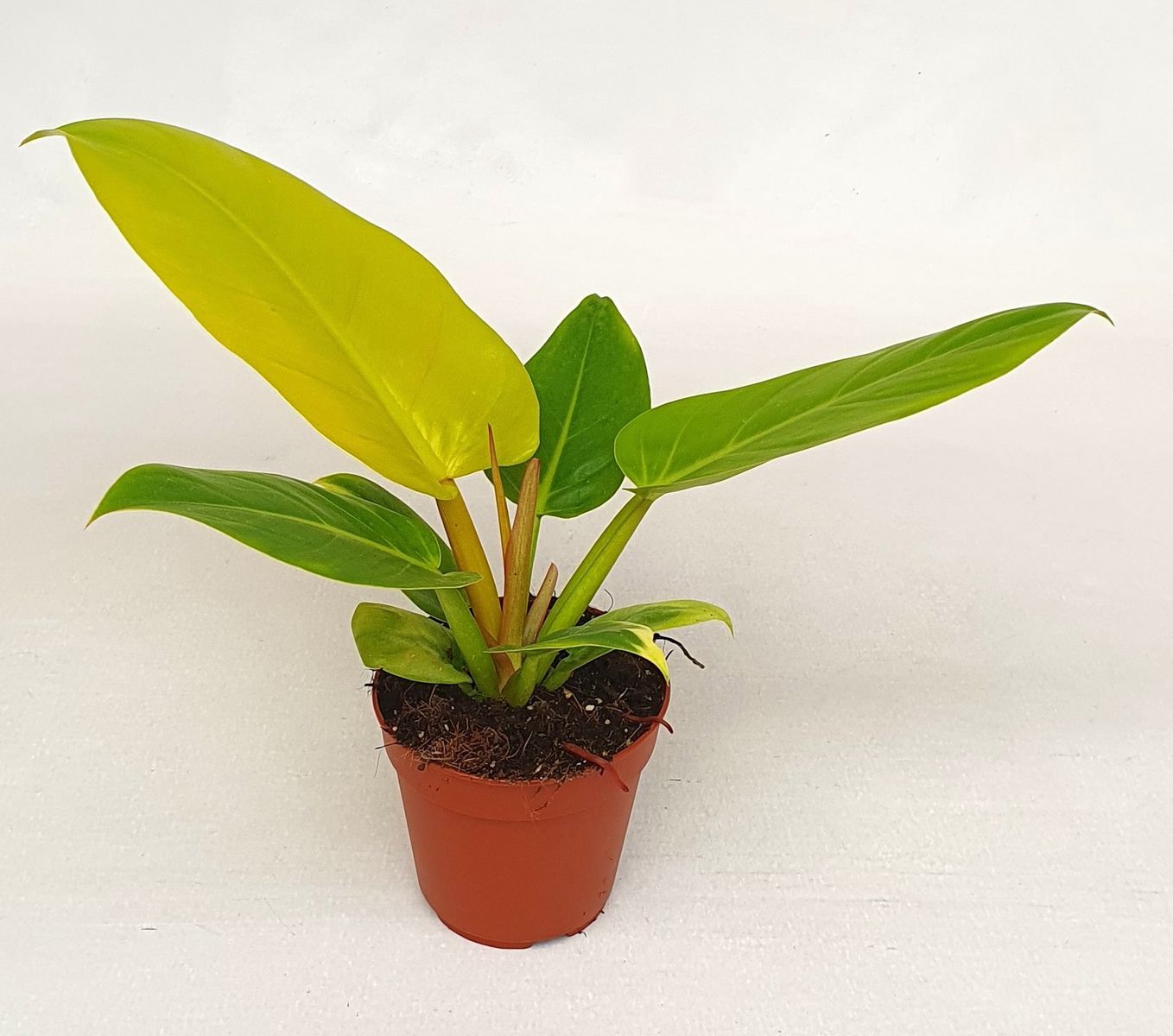 Philodendron melinonii 'Gold'  Plant Wholesale FlorAccess