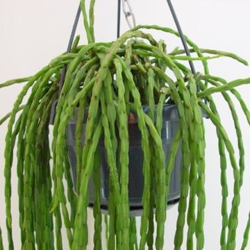 Rhipsalis paradoxa