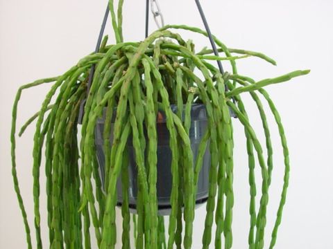 Rhipsalis paradoxa — Plant Wholesale FlorAccess