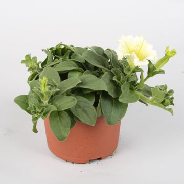 Petunia SURFINIA LIME
