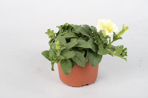 Petunia SURFINIA LIME
