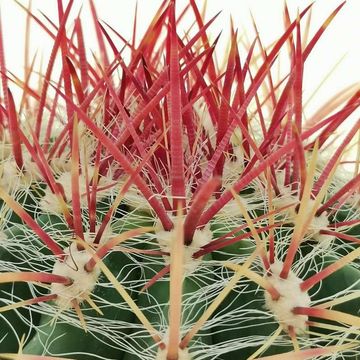 Ferocactus stainesii pilosus