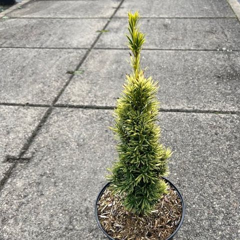 Taxus baccata 'Standishii'