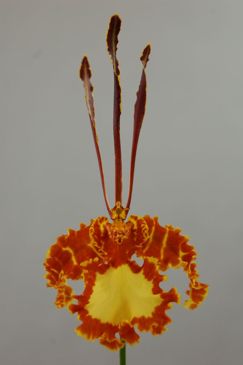 Psychopsis Mariposa Green Valley — Растения Оптовая FlorAccess