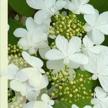 Viburnum plicatum KILIMANDJARO