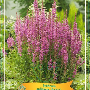 Lythrum MIX
