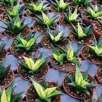Haworthia limifolia variegata