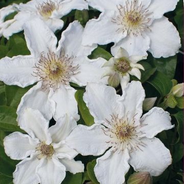 Clematis 'Дестини' (EL)