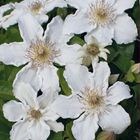 Clematis 'Destiny' (EL)