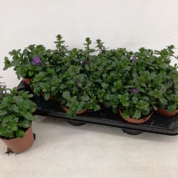 Scaevola aemula BLUE TOUCH