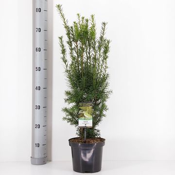 Taxus x media 'Хикси'