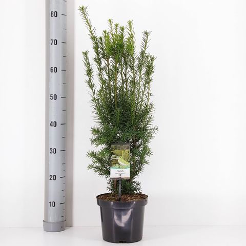 Taxus x media 'Hicksii'