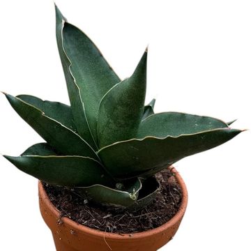 Sansevieria 'Opera House'