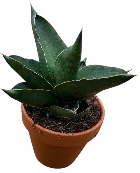 Sansevieria 'Opera House'