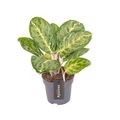 Aglaonema 'Tints of Mint'