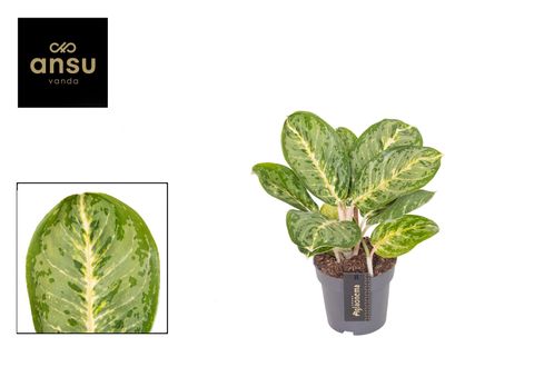 Aglaonema 'Tints of Mint'